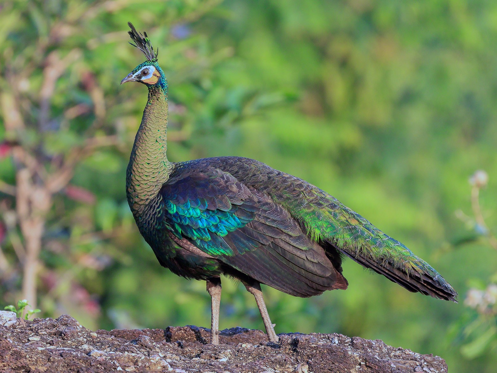 Green Peafowl - Melissa Hafting