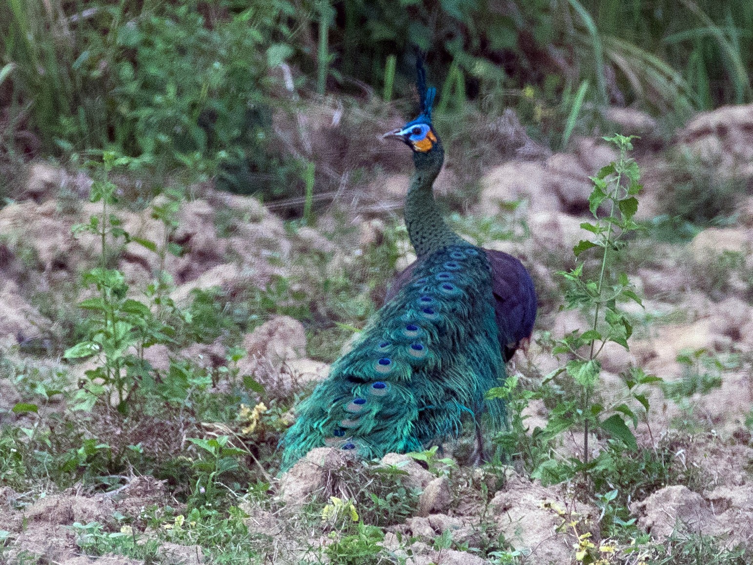 Green Peafowl - Doug Gochfeld