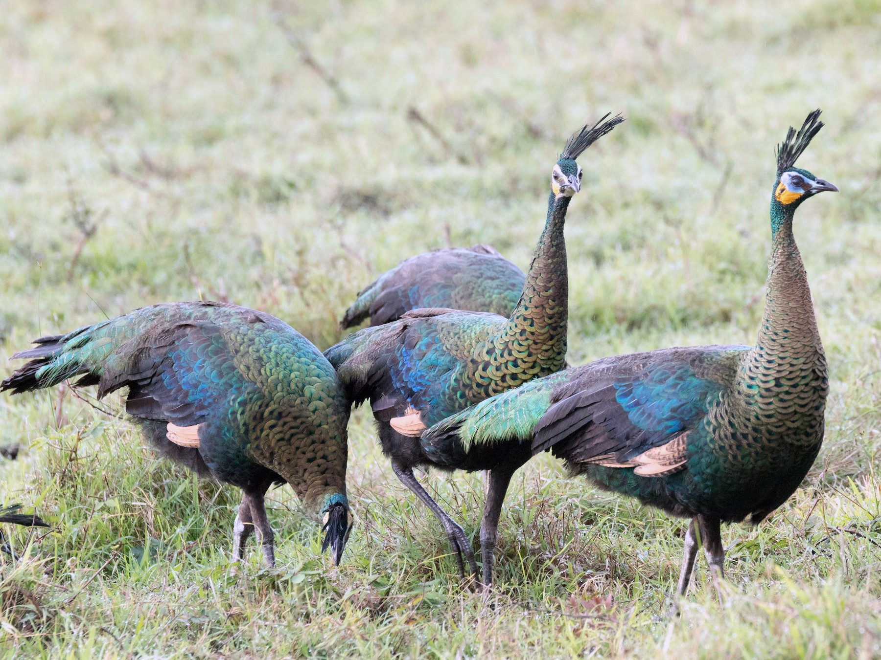 Green Peafowl - Chris Barnes