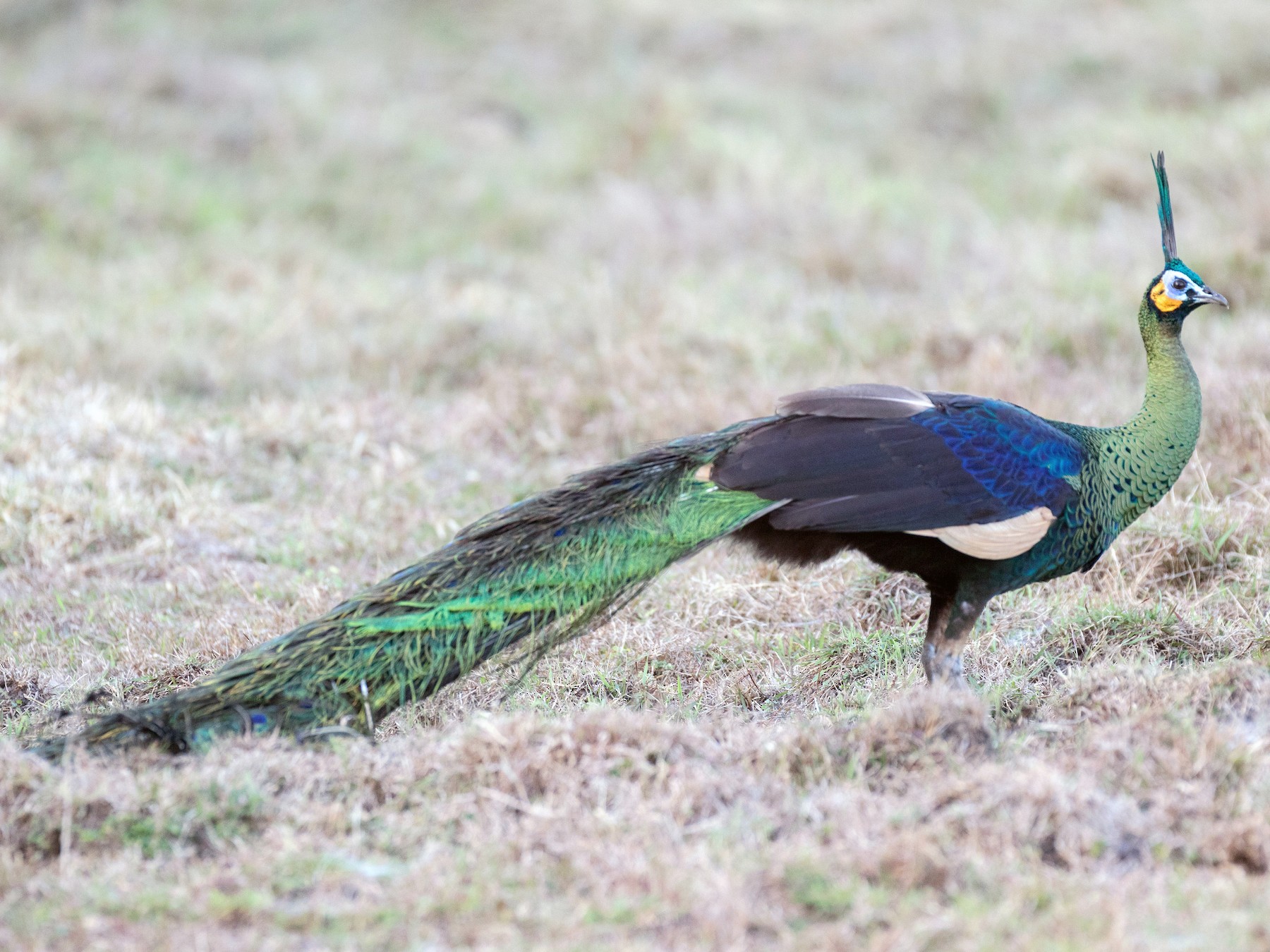 Green Peafowl - Chris Barnes