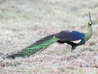 Green Peafowl - eBird Green Peafowl - eBird