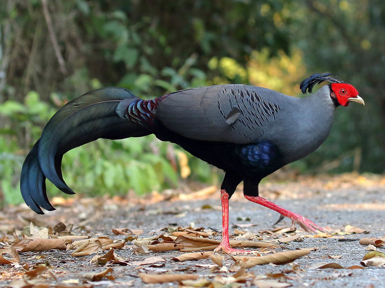 Siamese Fireback - Rui-Yang Ho