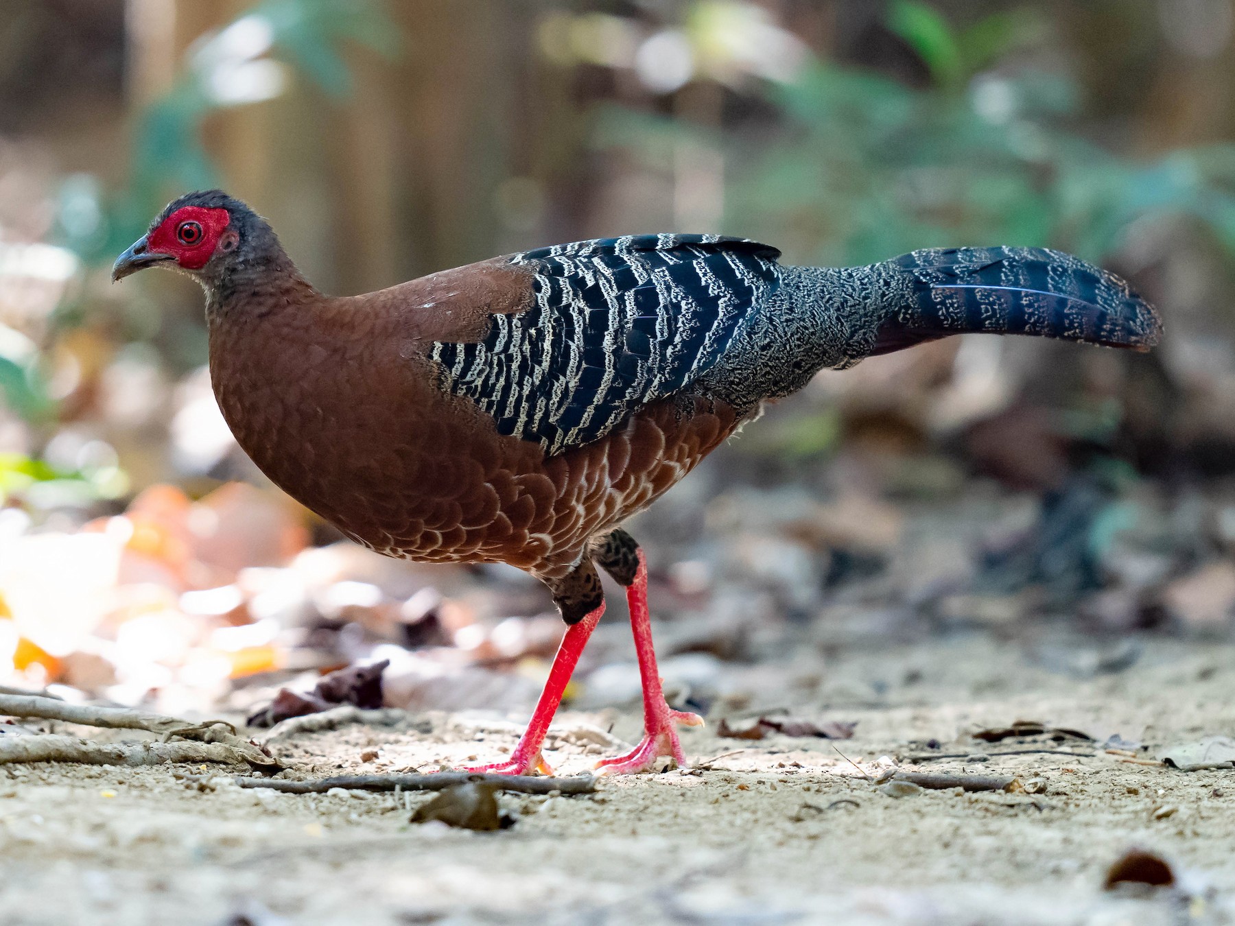 Siamese Fireback - Simple Birder