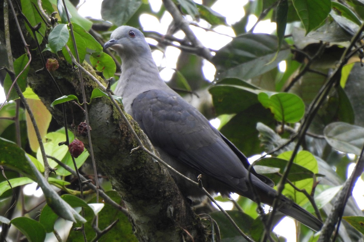 Dark-backed Imperial-Pigeon - Panji Gusti Akbar