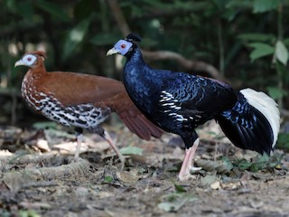 Male and female - 独行虾 Bird.soong - ML219463901