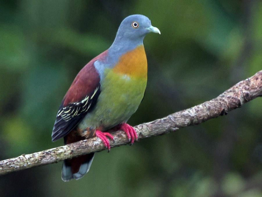 Little Green-Pigeon - Francis Yap