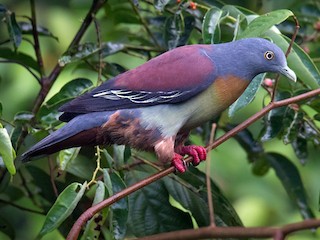 Little Green-Pigeon - eBird