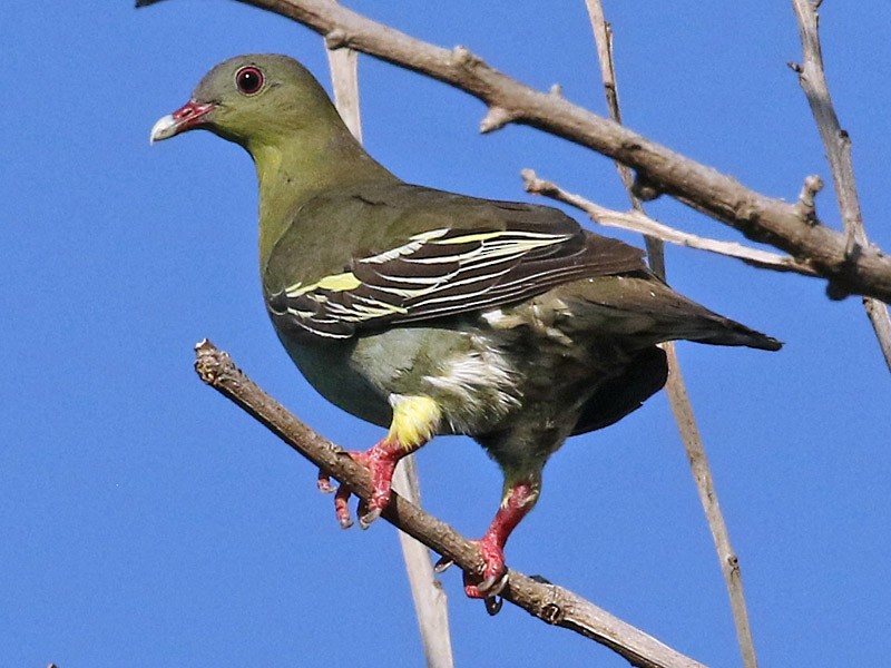 ニッケイアオバト Ebird