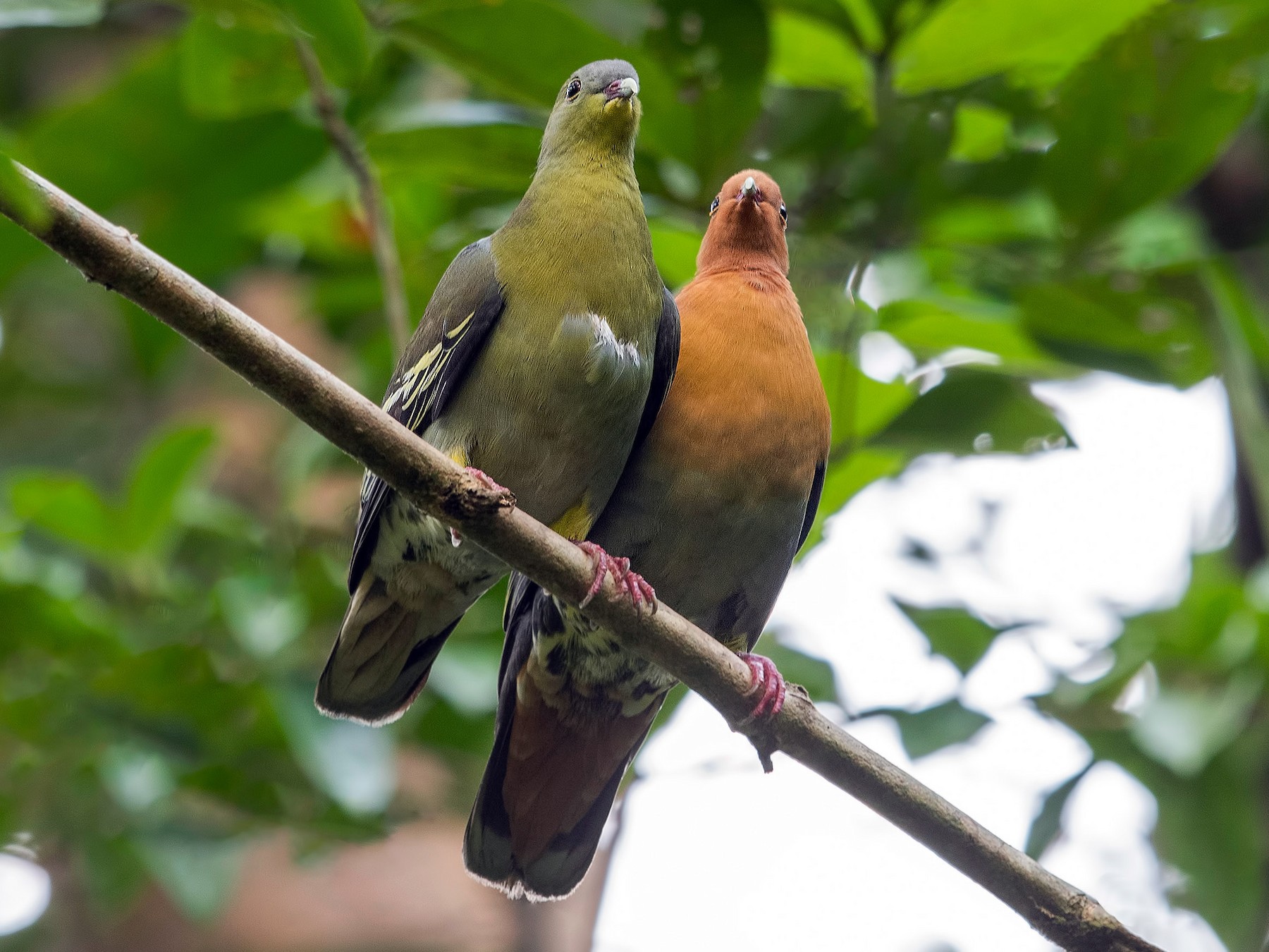 ニッケイアオバト Ebird