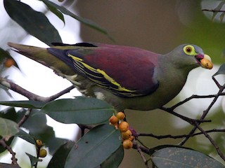  - Thick-billed Green-Pigeon