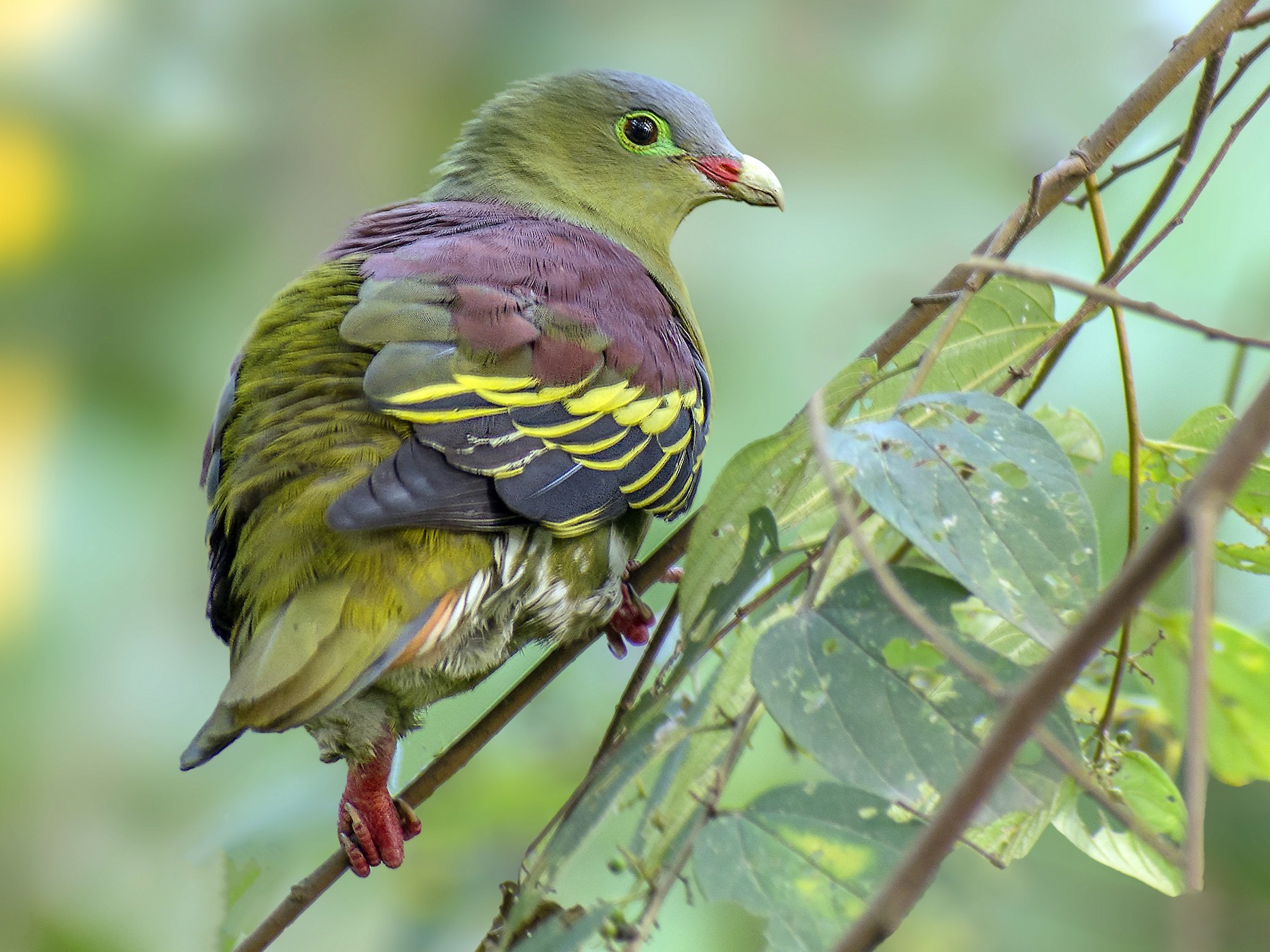 Thick-billed Green-Pigeon - Sheikh Ahmedul  Hoque Farhad