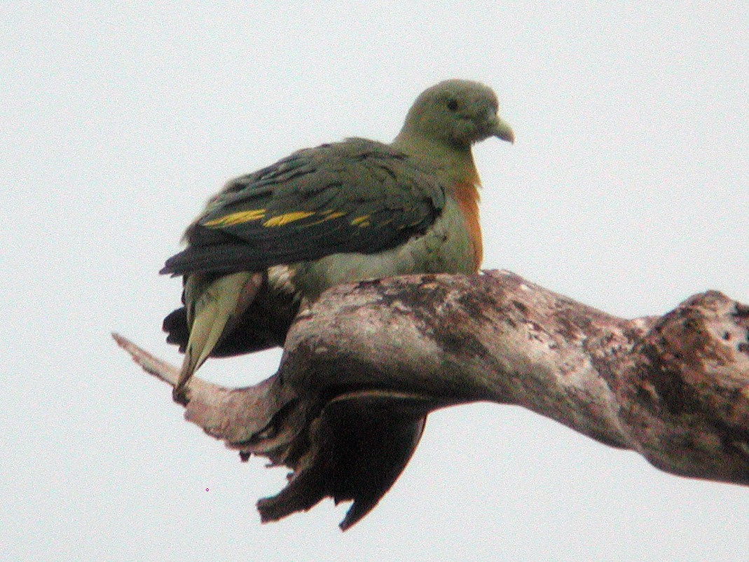 Large Green-Pigeon - Neoh Hor Kee