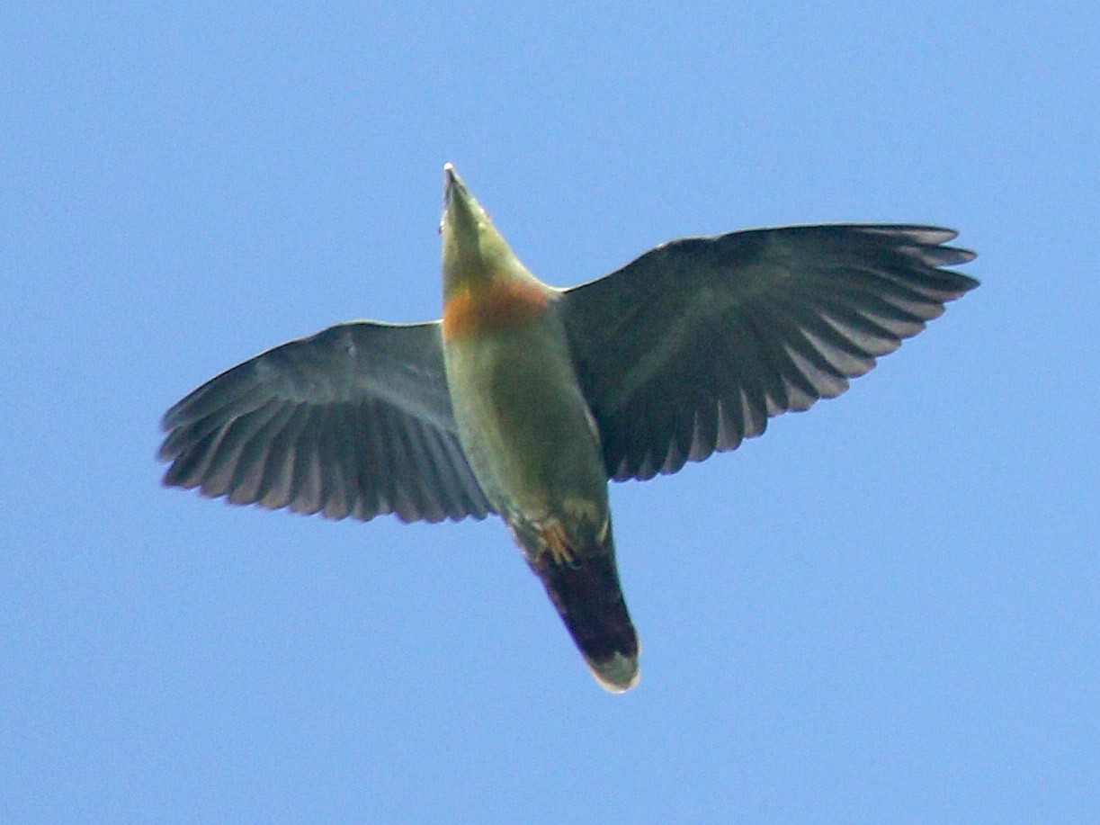 Large Green-Pigeon - Alex Berryman