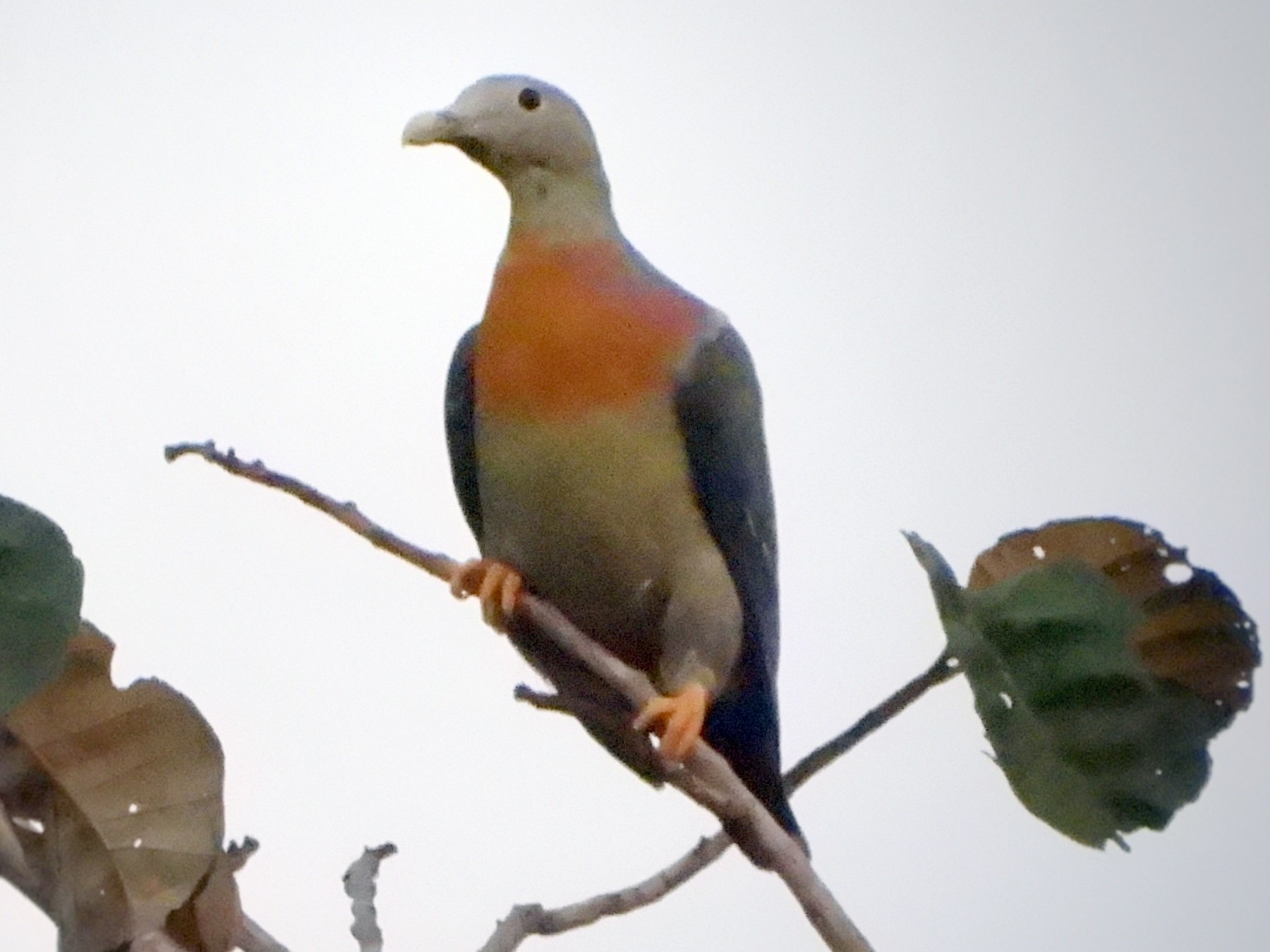 Large Green-Pigeon - Ingkayut Sa-ar