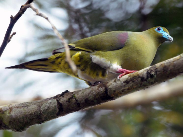 Yellow-vented Green-Pigeon - eBird