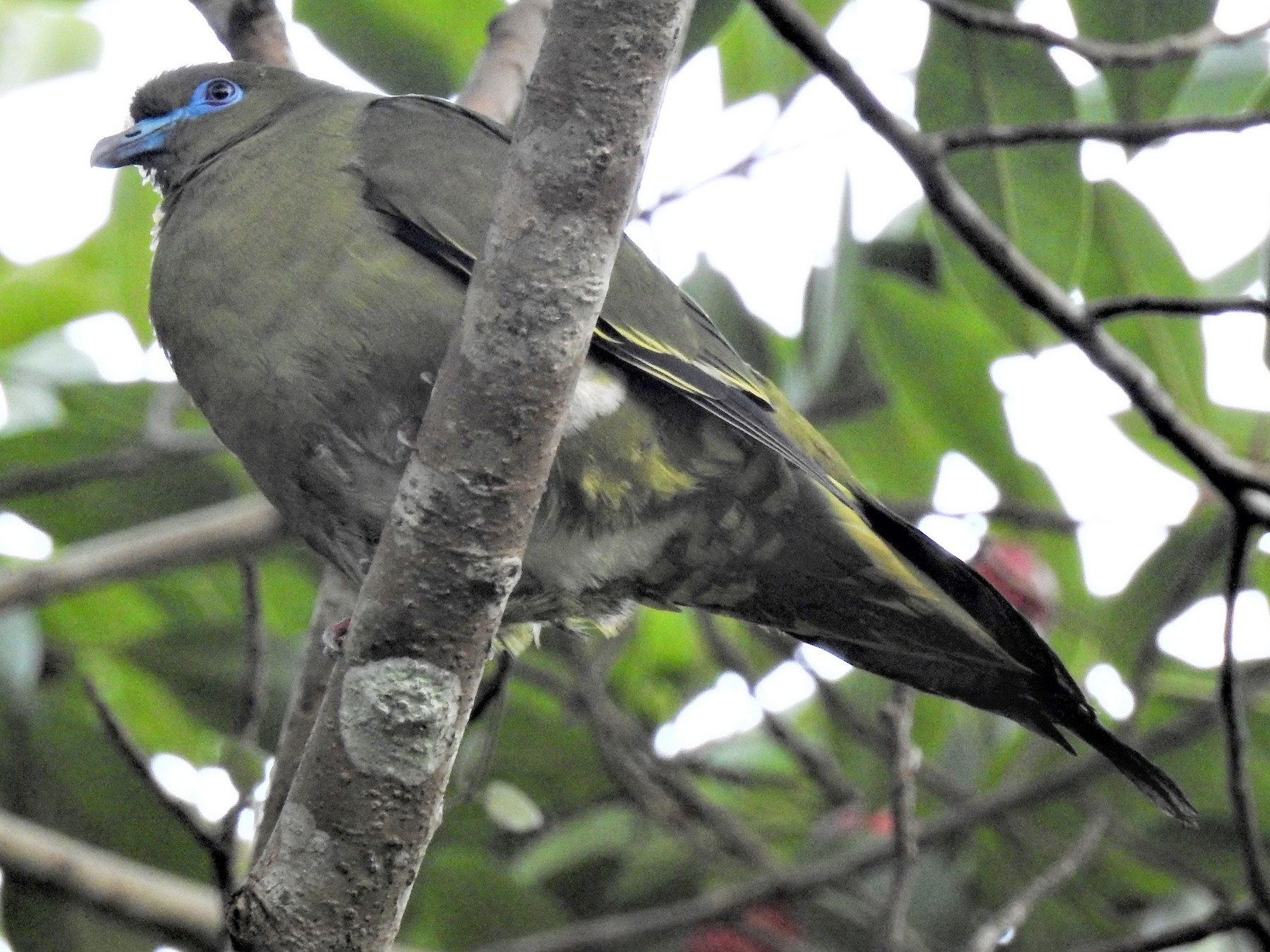 Yellow-vented Green-Pigeon - Tuck Hong Tang
