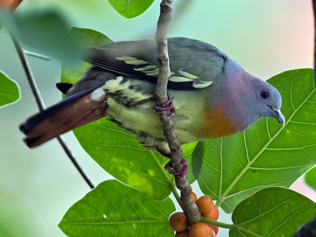 Photos Pink Necked Green Pigeon Treron Vernans Birds Of The World