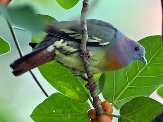  - Lars Petersson | My World of Bird Photography - ML219466671