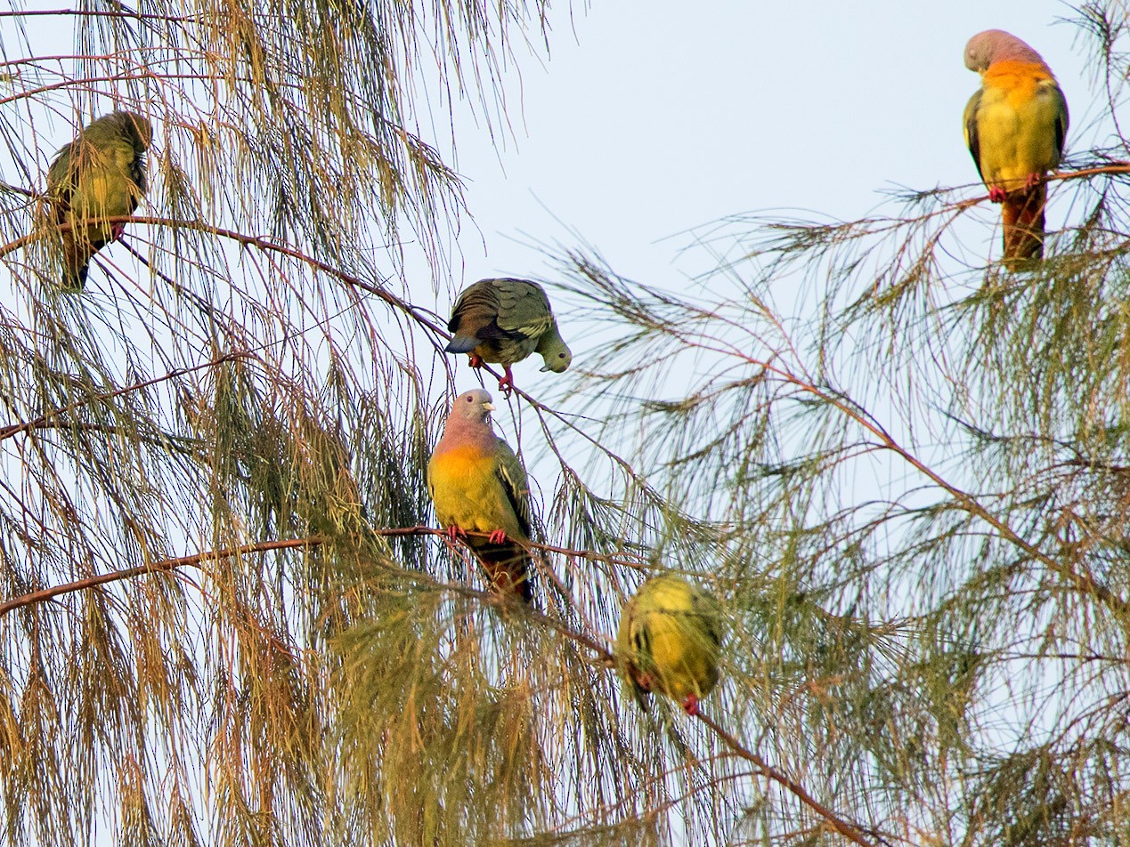 Pink-necked Green Pigeon - Ayuwat Jearwattanakanok