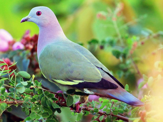 Photos Pink Necked Green Pigeon Treron Vernans Birds Of The World