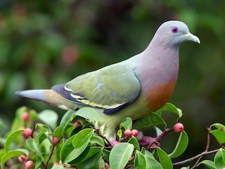  - Pink-necked Green-Pigeon