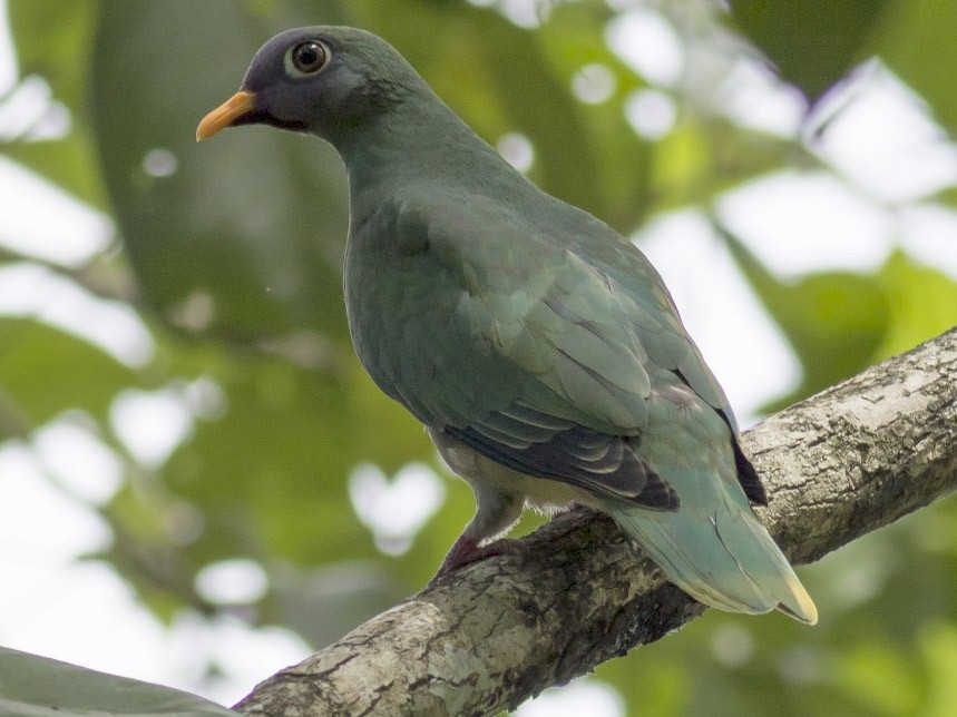 Jambu Fruit-Dove - eBird