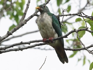 幼鳥 - Kian Guan Tay - ML219468221
