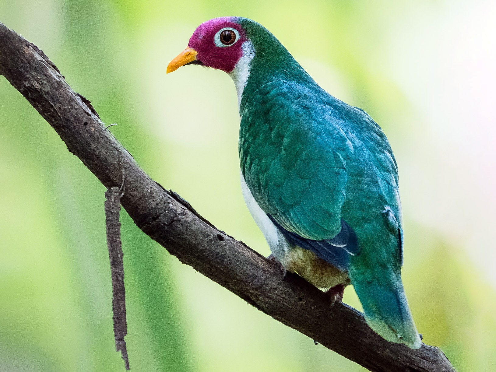 Jambu Fruit Dove Animals Library