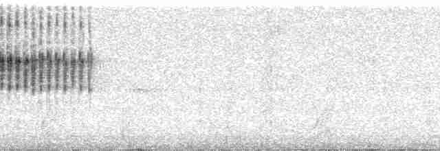 Percefleur à flancs blancs - ML21947