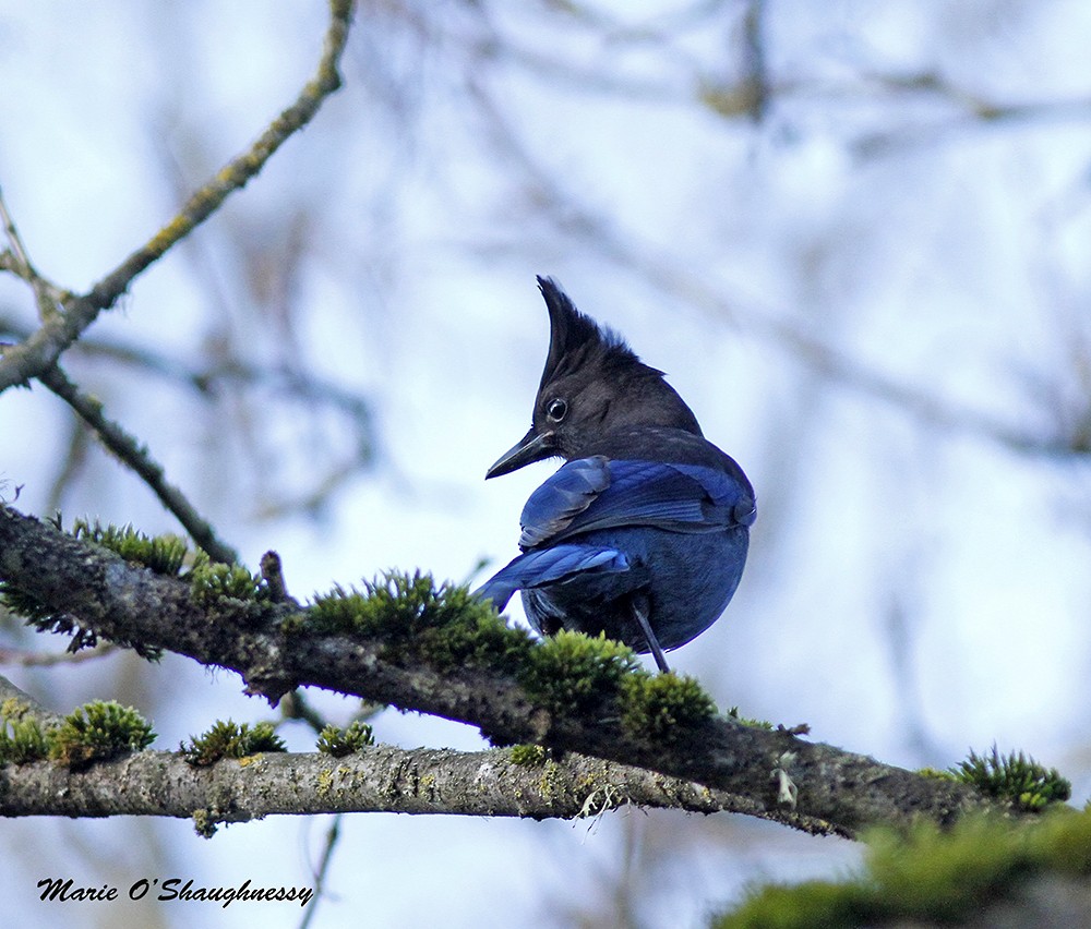 Steller's Jay - Marie O'Shaughnessy