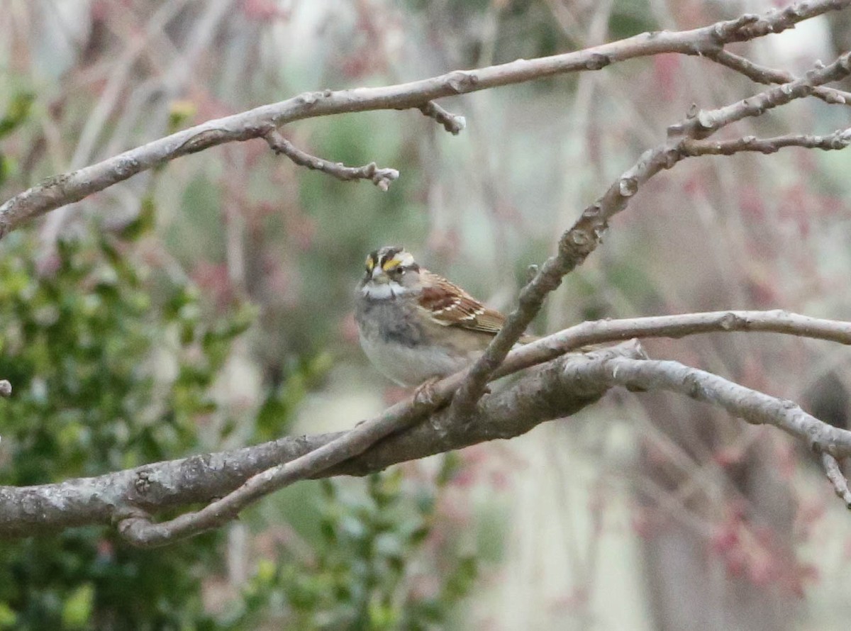 White-throated Sparrow - ML219472361