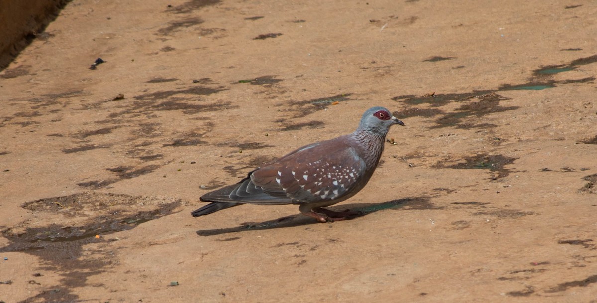 Speckled Pigeon - ML219477511