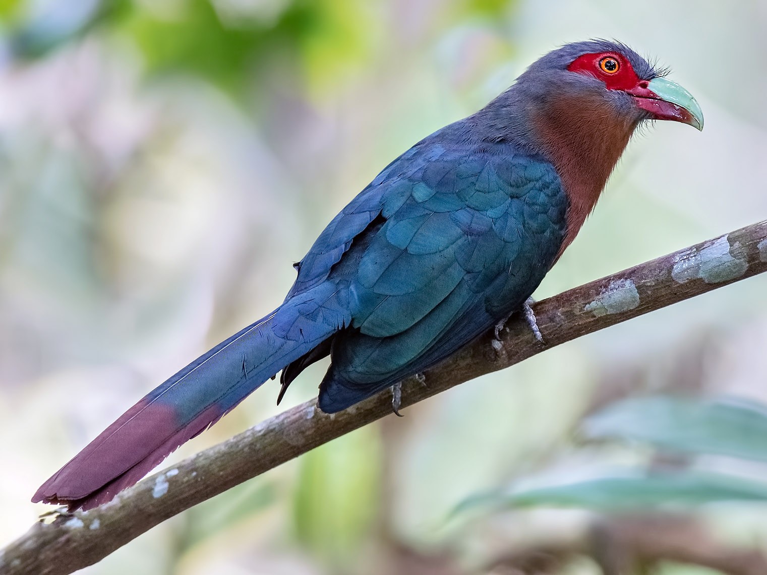 Chestnut-breasted Malkoha - eBird