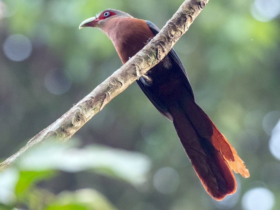 Chestnut-breasted Malkoha - Forest Botial-Jarvis