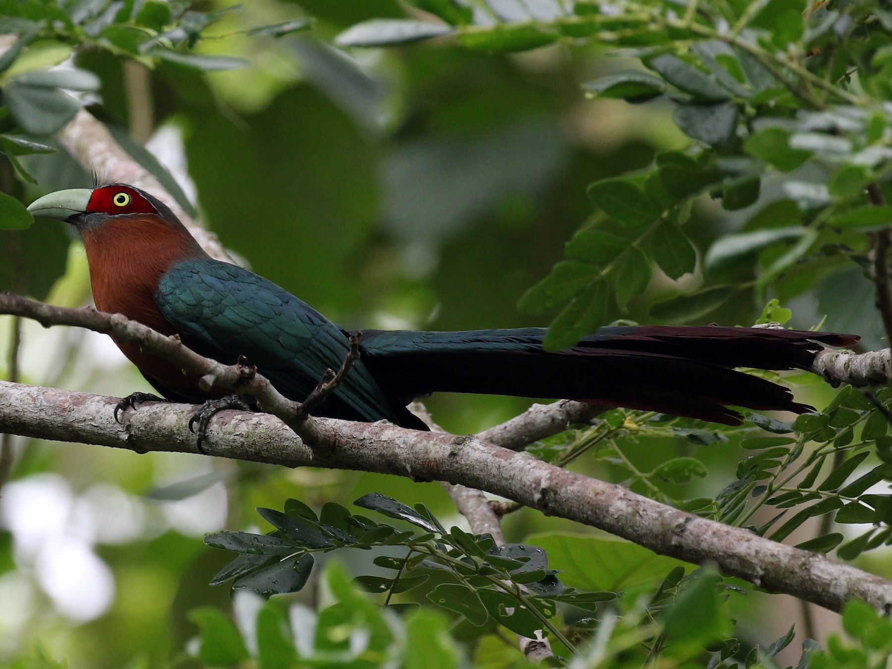 Chestnut-breasted Malkoha - eBird