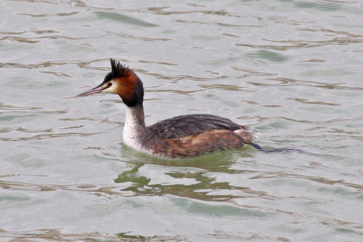 Great Crested Grebe - ML219482501