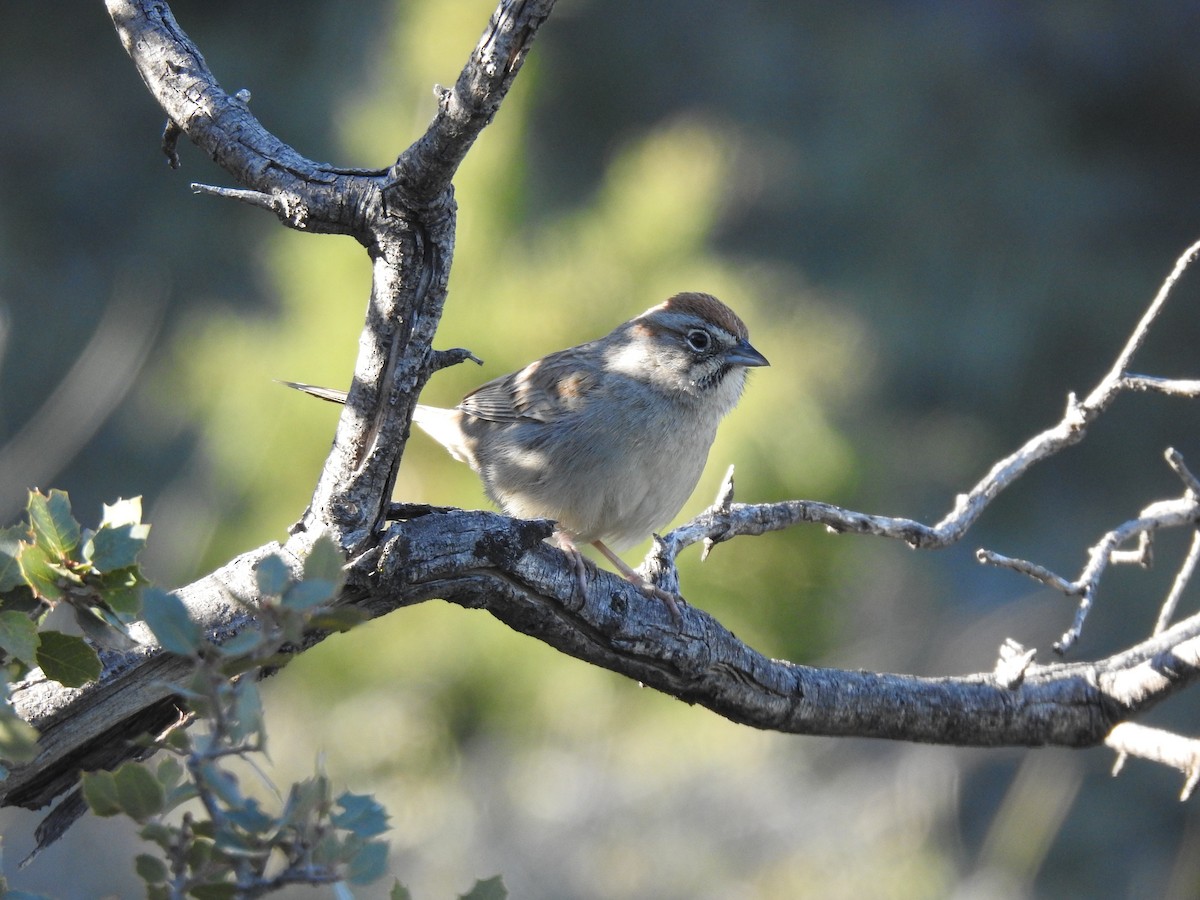 Rufous-crowned Sparrow - ML219482931