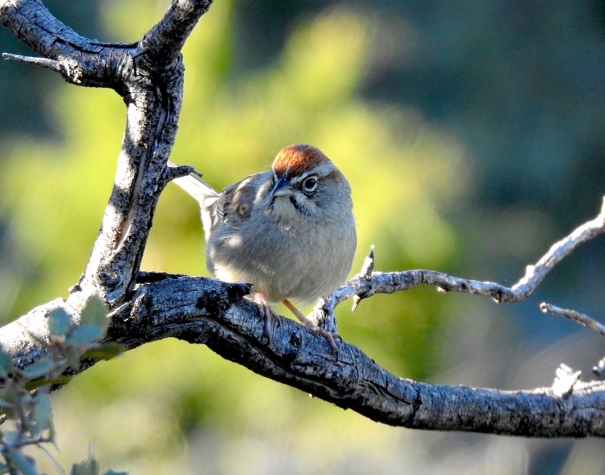 Rufous-crowned Sparrow - ML219482971