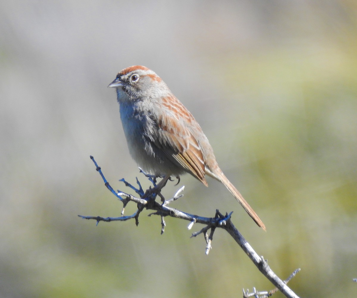 Rufous-crowned Sparrow - Kyle Waites