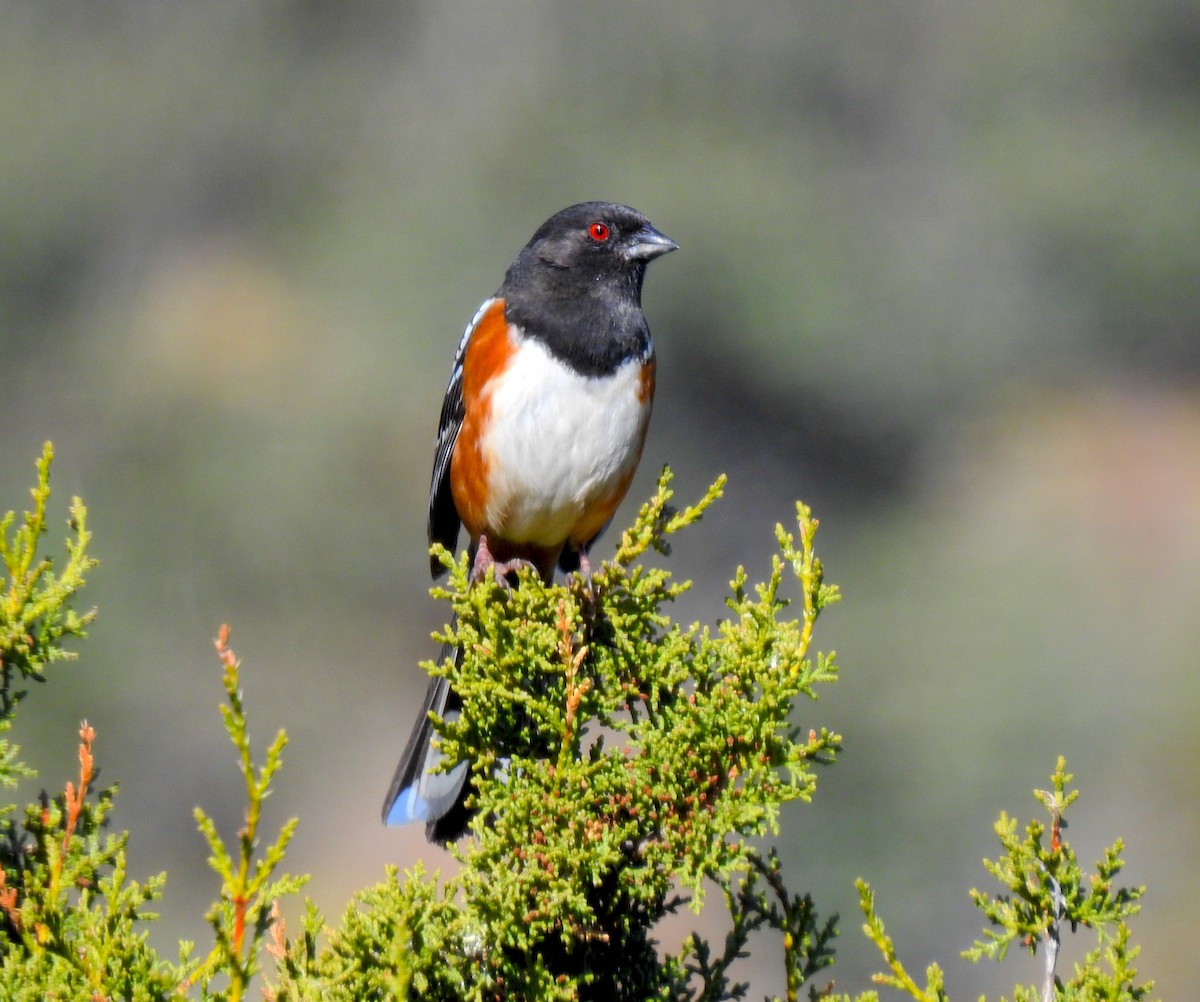 Spotted Towhee - ML219483321