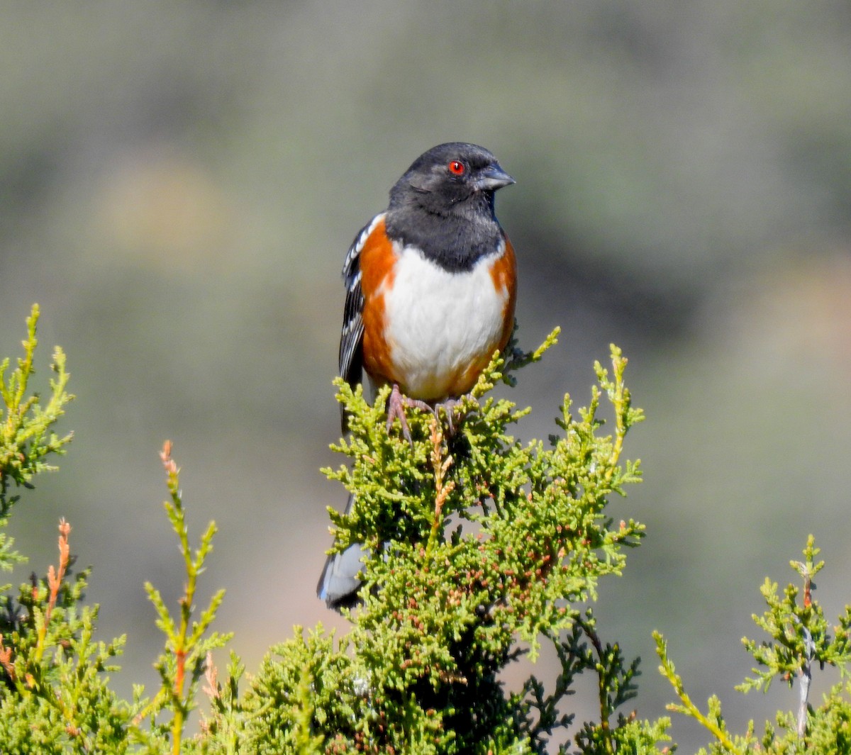 Spotted Towhee - ML219483341