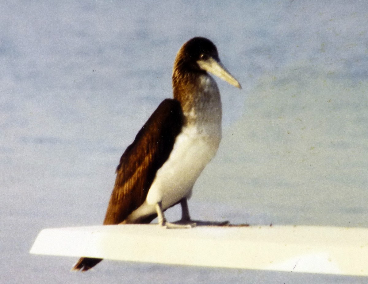 Blue-footed Booby - ML21949301