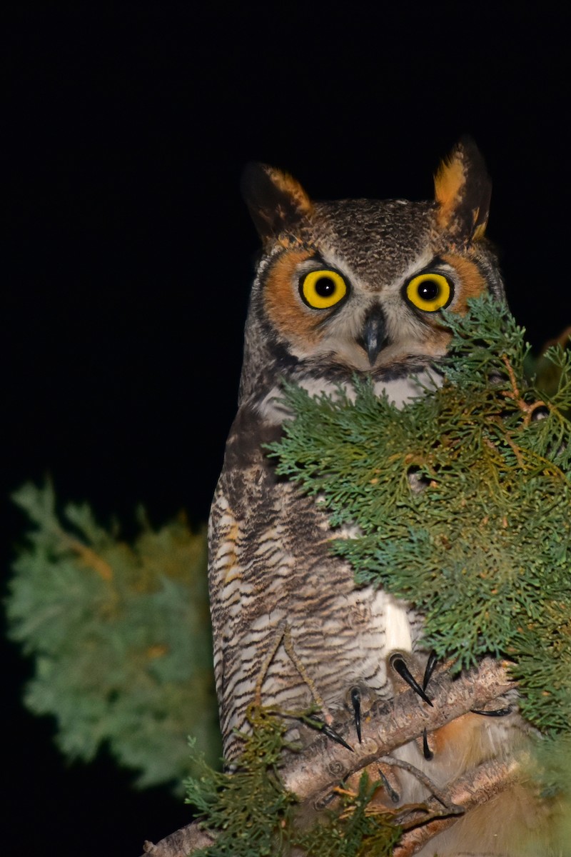 Great Horned Owl - ML21949321