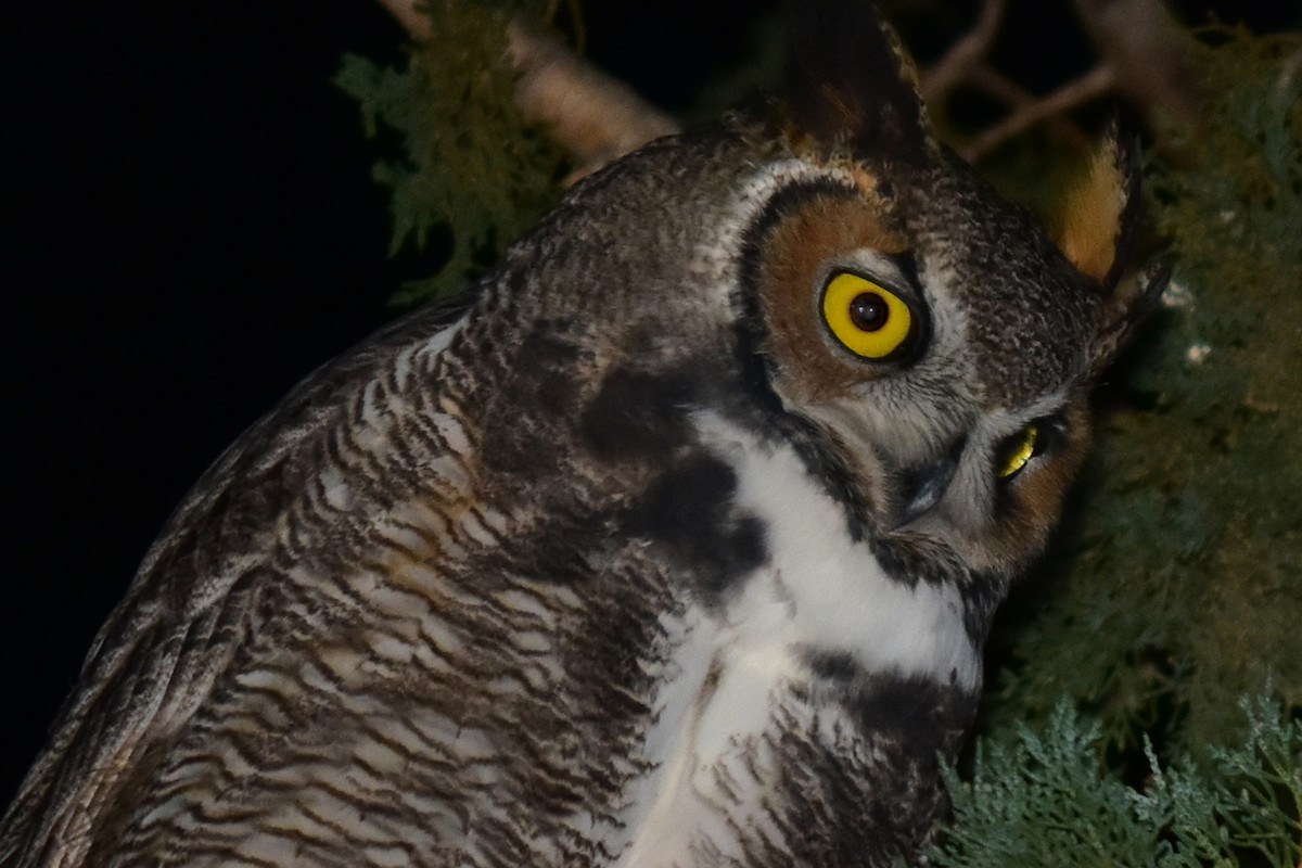 Great Horned Owl - Nate Gowan