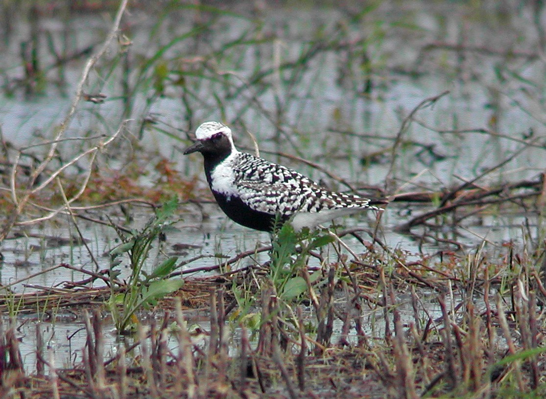 Black-bellied Plover - Clint Murray
