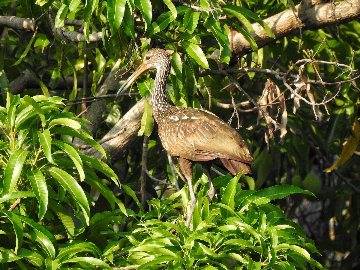 Limpkin - Anonymous