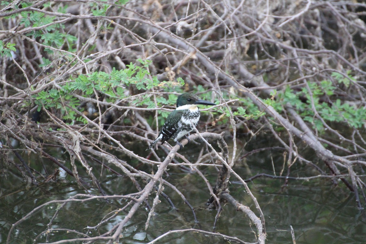 eBird Checklist 10 Mar 2020 Salineño Wildlife Preserve (LTC 080