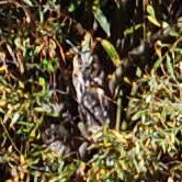 Long-eared Owl - David Hewitt