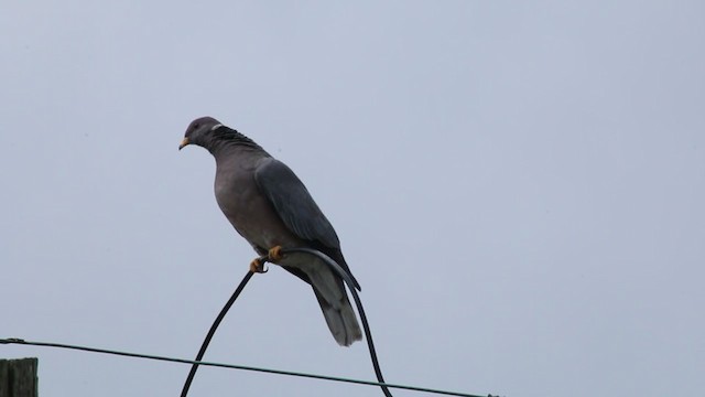 Band-tailed Pigeon - ML219498781