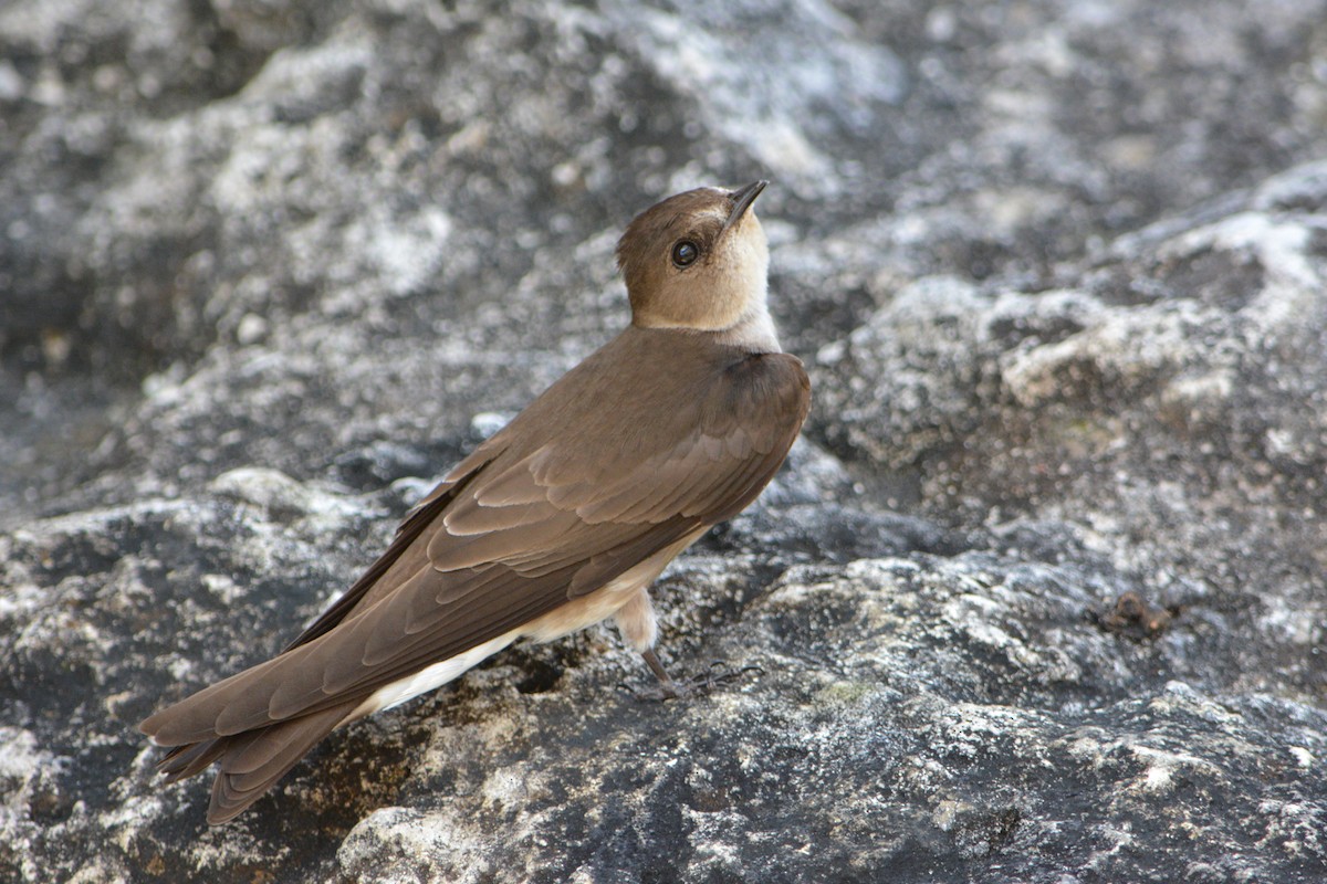 Northern Rough-winged Swallow (Ridgway's) - Jorge Dangel